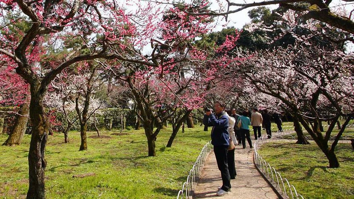 Ciruelo japonés (Prunus salicina): el árbol de raíces no agresivas para tu jardín - image 1