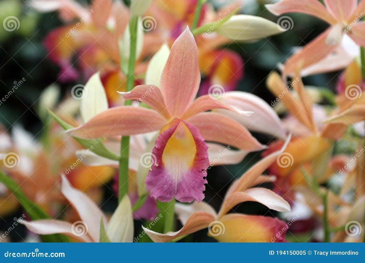 Cómo un cubo de hielo puede transformar tus orquídeas en obras maestras florales - image 1