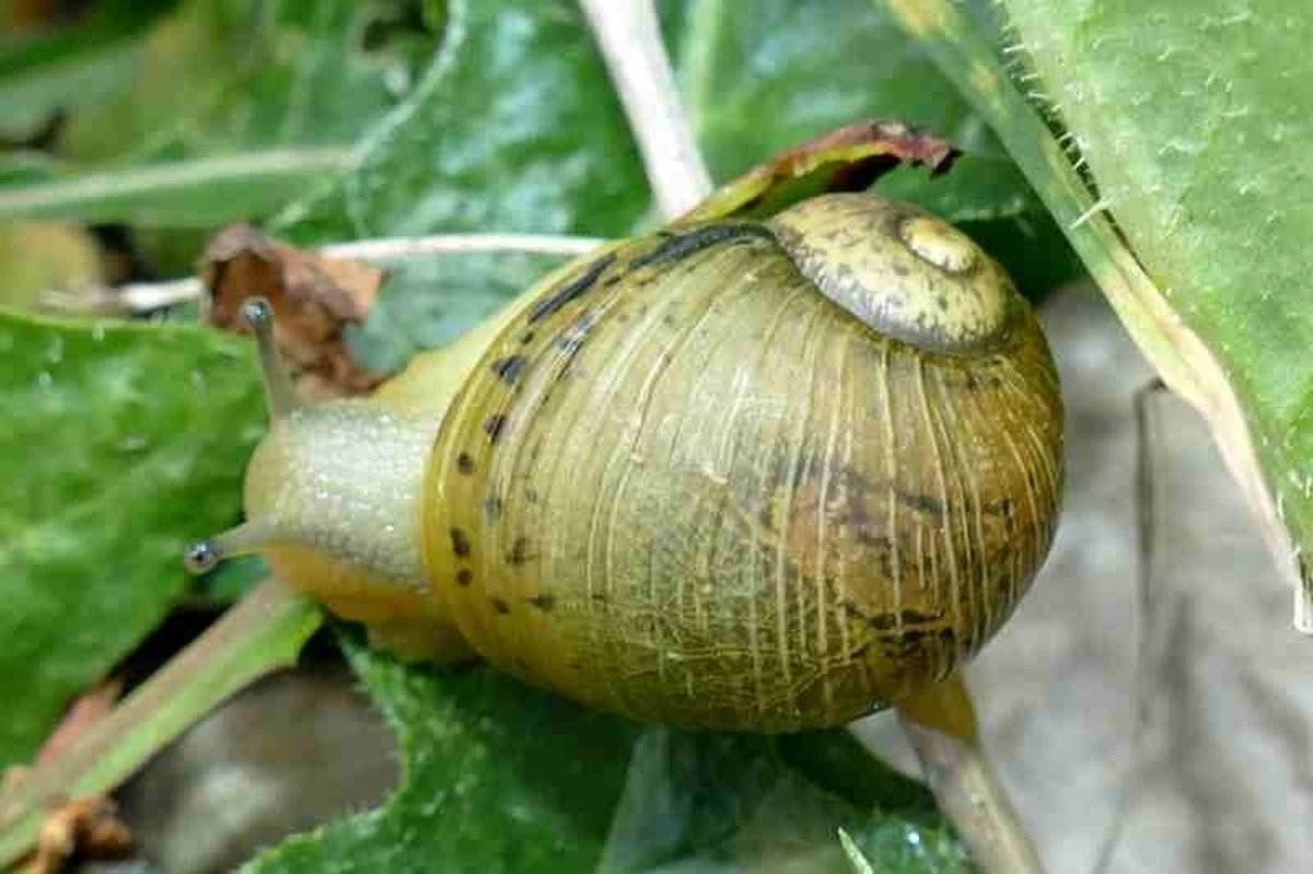 Control de caracoles en el jardín: barreras de cáscara y sensores de riego - image 1
