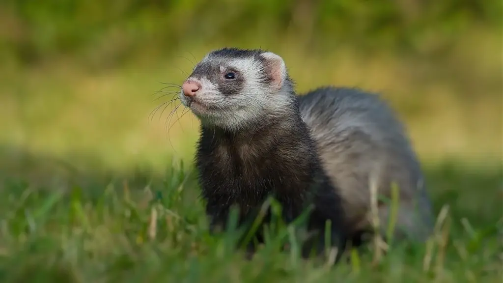 Control de Ratas en Lyon: el uso de hurones sustituye a los venenos