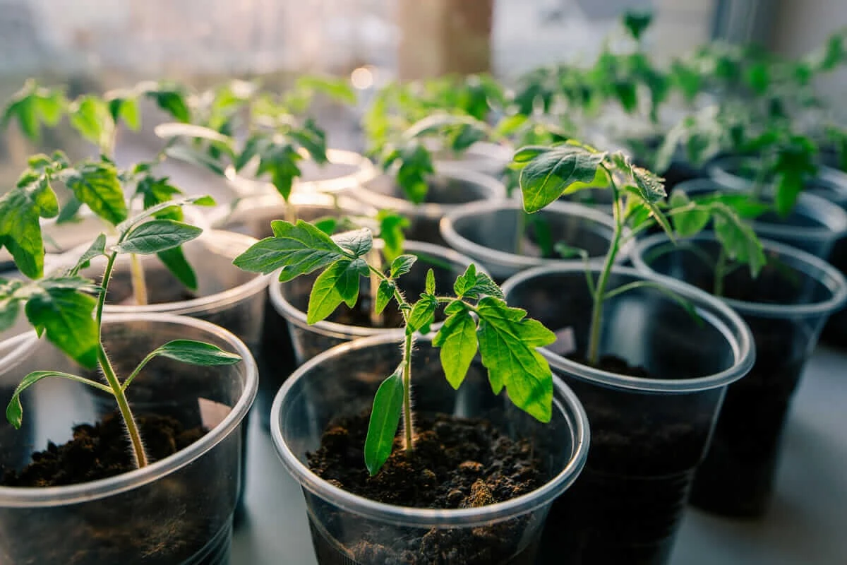 Cosecha de Tomate épica: el error que no debes cometer antes de los Eisheiligen - image 1