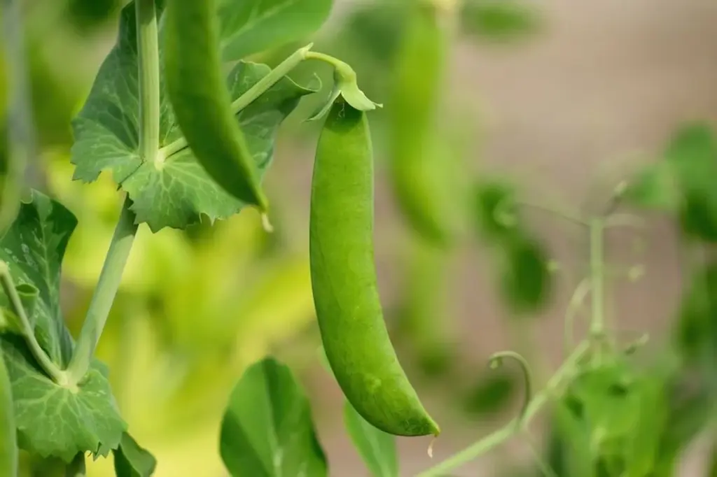 Cosecha doble de Guisante: el truco del cultivo compañero para un huerto sano