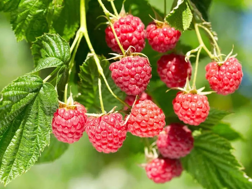 Cosecha en tu balcón: el truco para cultivar Fresas y Arándanos enanos este 2026