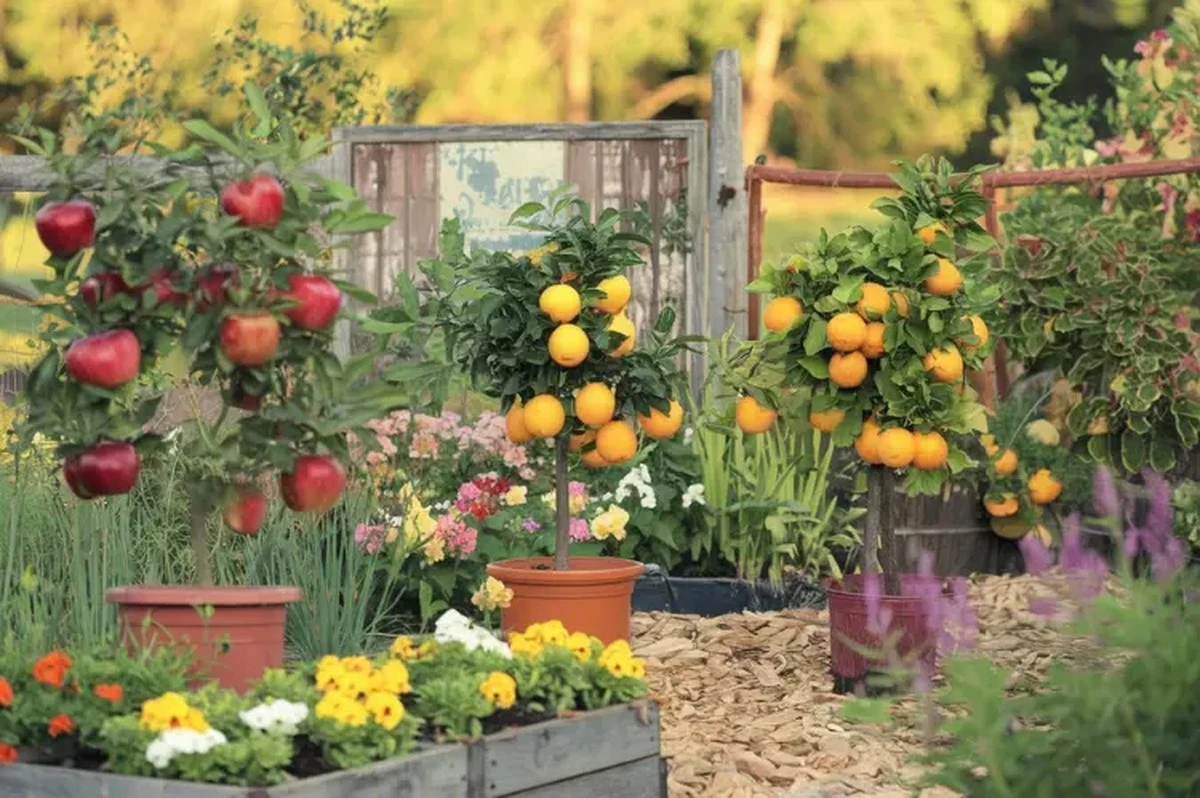 Cosecha en tu balcón: el truco para cultivar Fresas y Arándanos enanos este 2026 - image 1