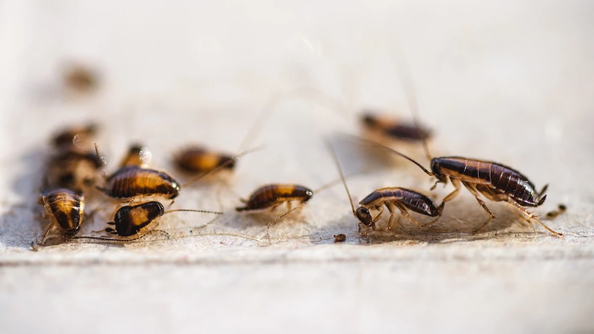 Cucaracha en tu cocina: el truco de la cáscara para eliminarlas sin químicos - image 1
