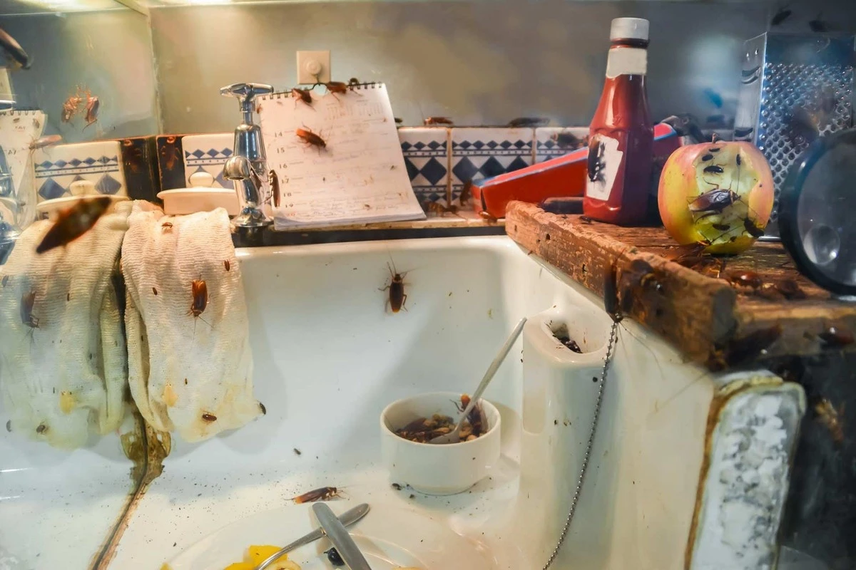 Cucaracha resistente: por qué ya no muere en invierno como en Grecia - image 1