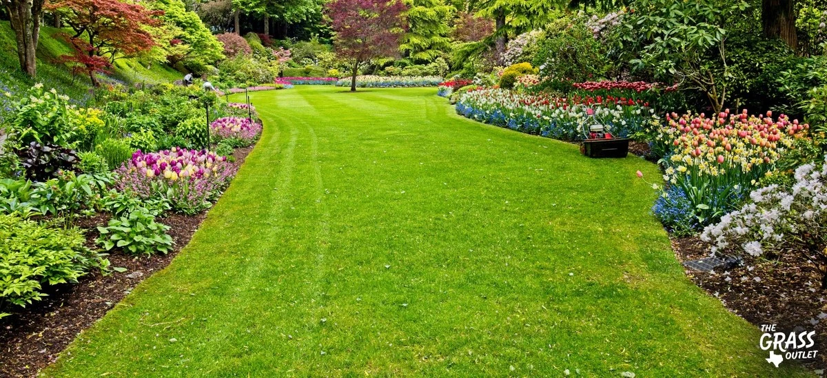 Cuidado del césped en marzo: corte alto y Tahoma 31 para tu jardinería - image 1