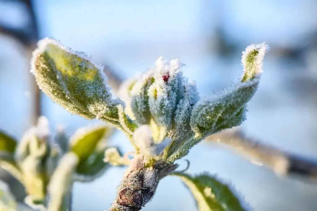 Cuidado en Bretaña: el truco del cubo para salvar plantas según Météo Bretagne