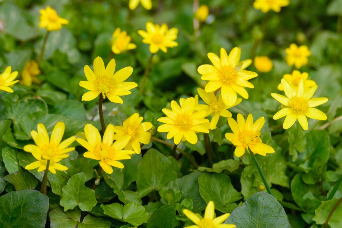 Cuidado en el jardín: por qué dejé de plantar Asclepias curassavica y Mirabilis jalapa - image 1