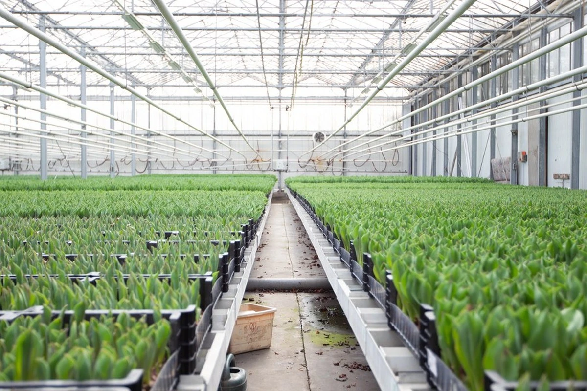 Cultivo de 6.000 Tulipanes en 40m2: método de Pavlodar e hidroponía climática - image 1