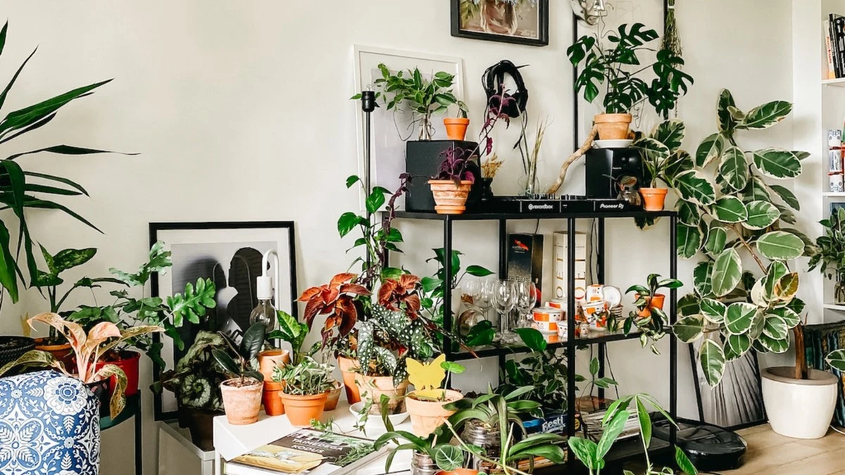 Cuna de Moisés y otras plantas de interior que limpian el aire sin sol - image 1