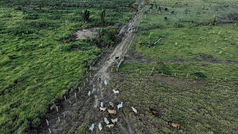 FILE - Cattle walk along an illegally deforested area in an extractive reserve near Jaci-Parana, Rondonia state, Brazil, July 12, 2023. 