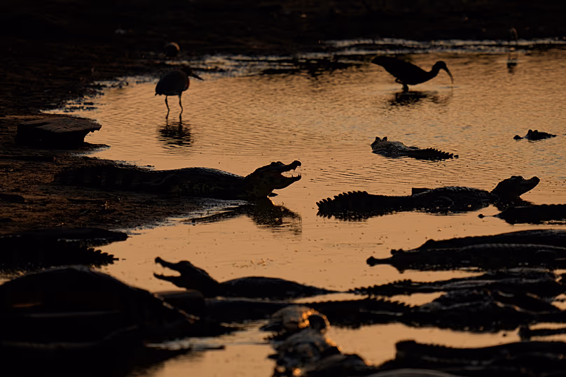 Caimans sit on the banks of the almost dried-up Bento Gomes River in the Pantanal wetlands near Pocone, 15 November, 2023