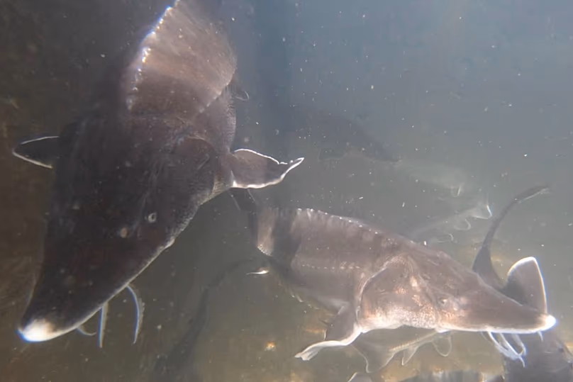Sturgeon farm in southern Spain