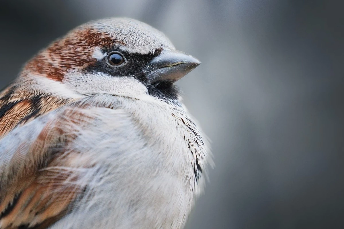 Día Mundial del Gorrión: la alarmante razón por la que el Passer domesticus desaparece - image 1
