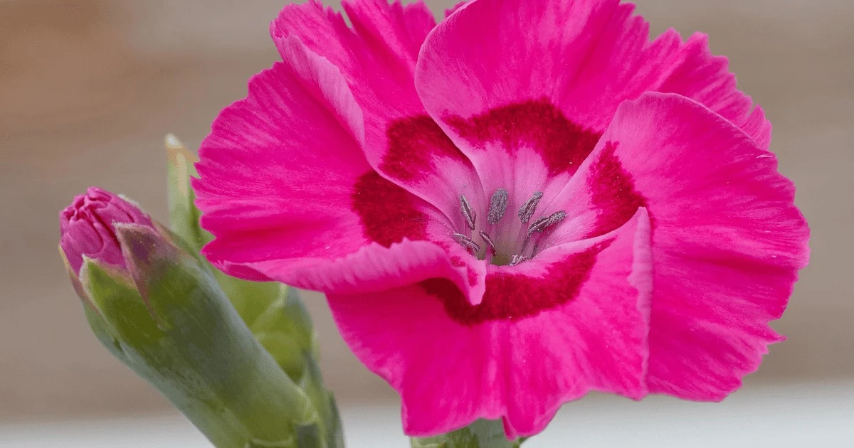 Dianthus 'Bumbleberry Pie': la planta resiliente que resiste el calor y la sequía - image 1