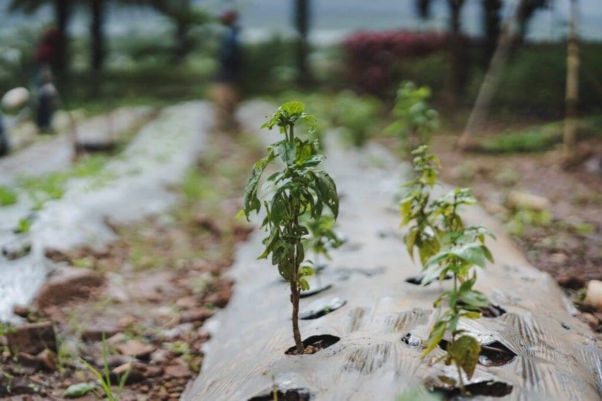 Dos plantas que curan tu digestión: la farmacia natural que puedes cultivar en tu patio - image 1