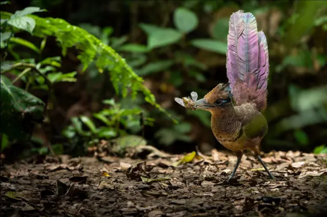 Un pájaro se encuentra posado en el suelo del bosque, con un insecto grande en el pico. Tiene la cola levantada, dejando ver las plumas en capas, mientras que el follaje verde enmarca la escena.
