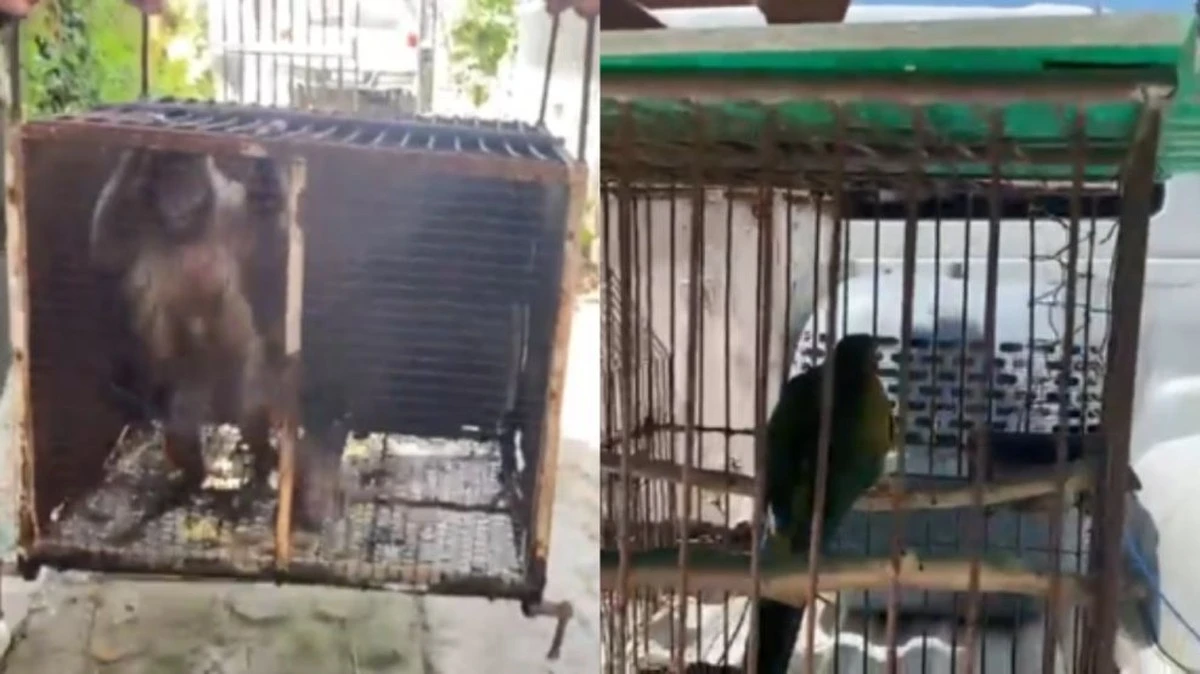 El animal que vuela y nada: el secreto para un patio impecable - image 1