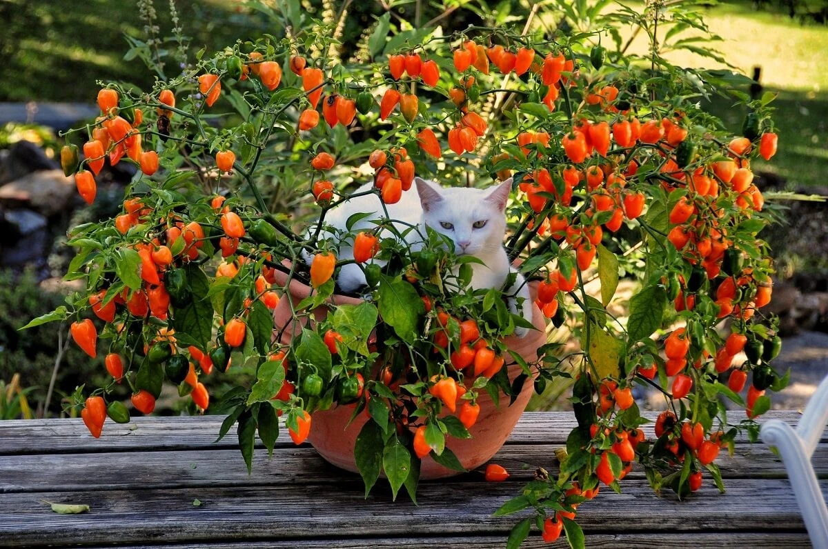 El árbol frutal ideal para tu balcón que da frutos rápido y no mancha el piso - image 1