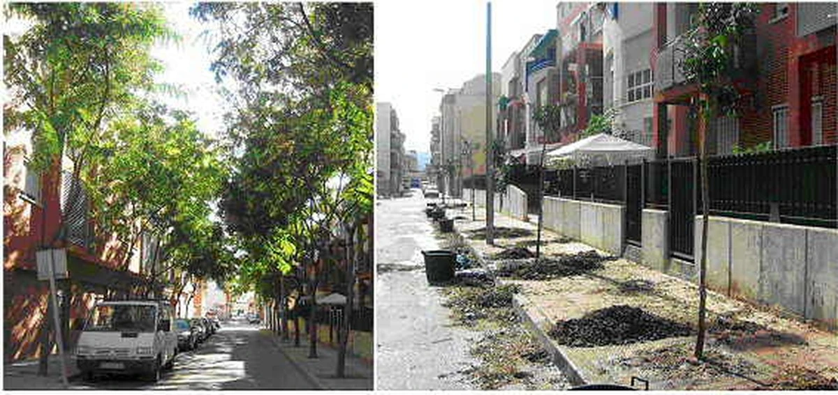 El árbol perfecto para aceras estrechas: crece rápido, perfuma el ambiente y no levanta ni un centímetro de concreto - image 1
