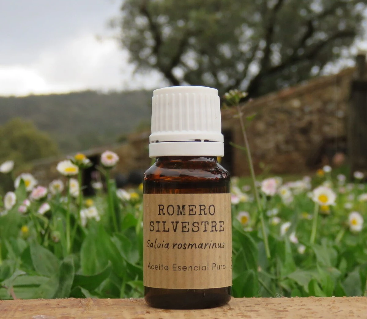 El aroma que bendecía altares antiguos ahora renueva tus mañanas con romero - image 1