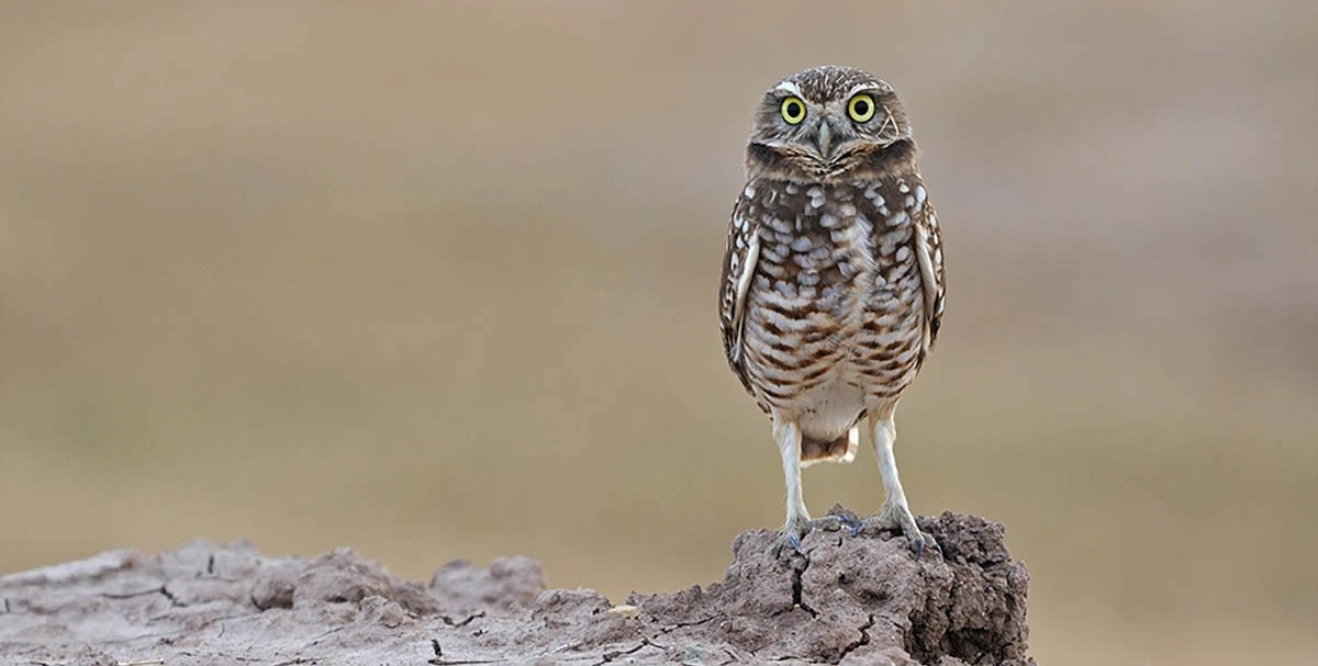 El búho excavador: el guardián nocturno que libera tu terreno de ratones y escorpiones - image 1