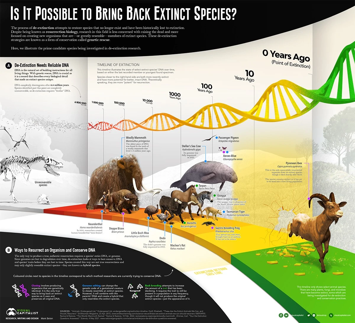 El caracol que volvió de la extinción: el secreto detrás de la reintroducción histórica en Hawái - image 1