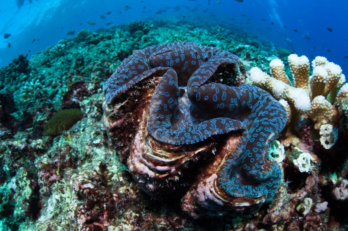 El coral milenario de 30 metros que oculta las claves para salvar los océanos - image 1