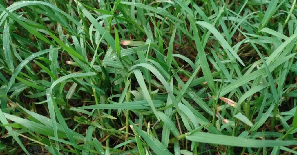 Elimina Grama (Elymus repens) y su alelopatía con solarización y micro-herbicidas