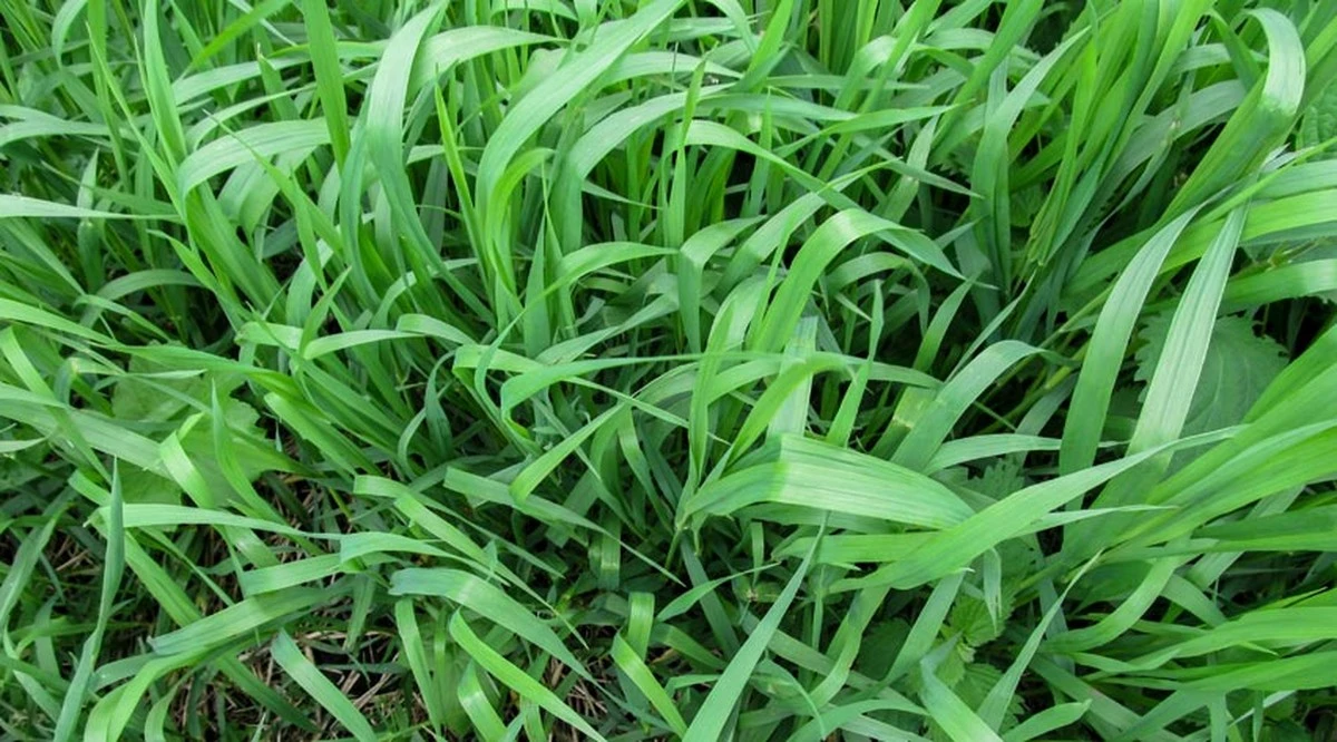 Elimina Grama (Elymus repens) y su alelopatía con solarización y micro-herbicidas - image 1