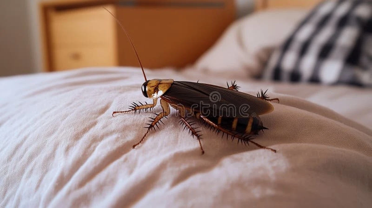 Elimina la Cucaracha (Blattodea) de tu cama con lavanda y vapor seco - image 1