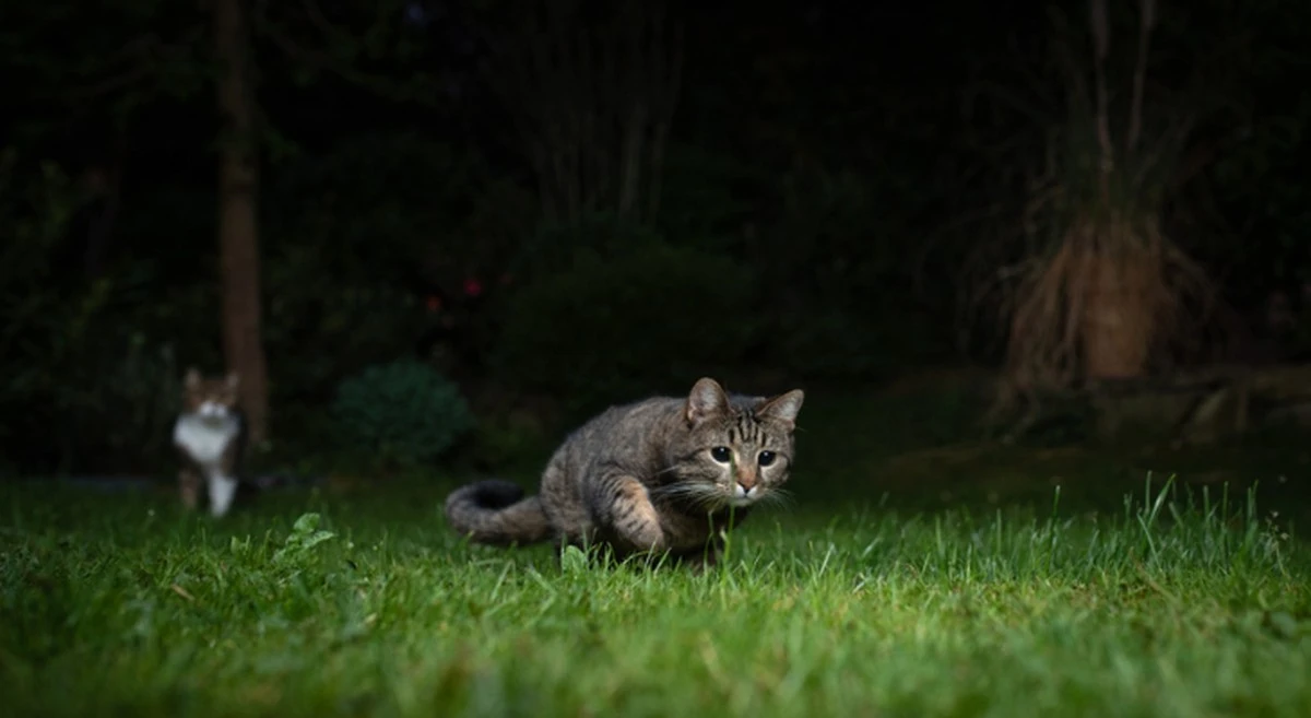 El misterio de las 3 AM: por qué tu gato se vuelve loco cuando intentas dormir - image 1