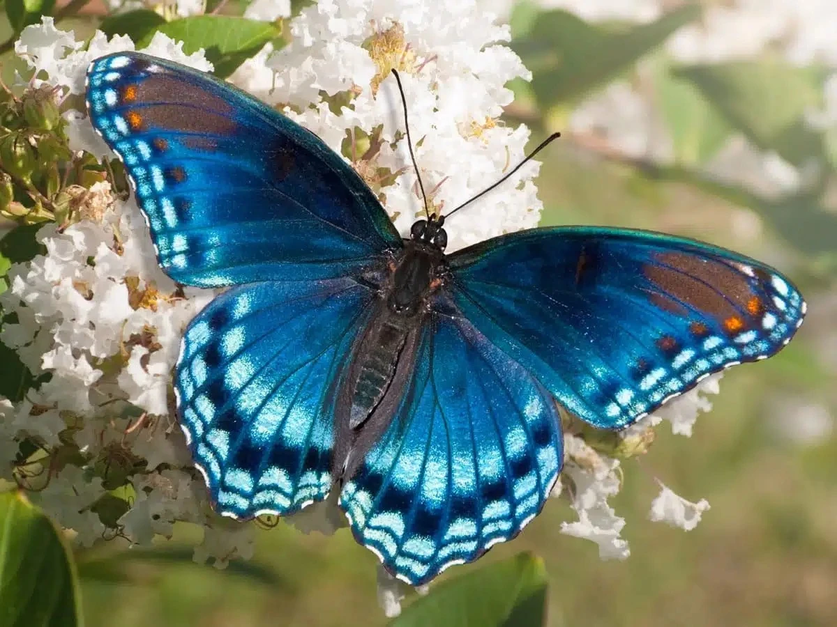 El misterio de las mariposas en tu hogar: mensajes espirituales y su significado - image 1