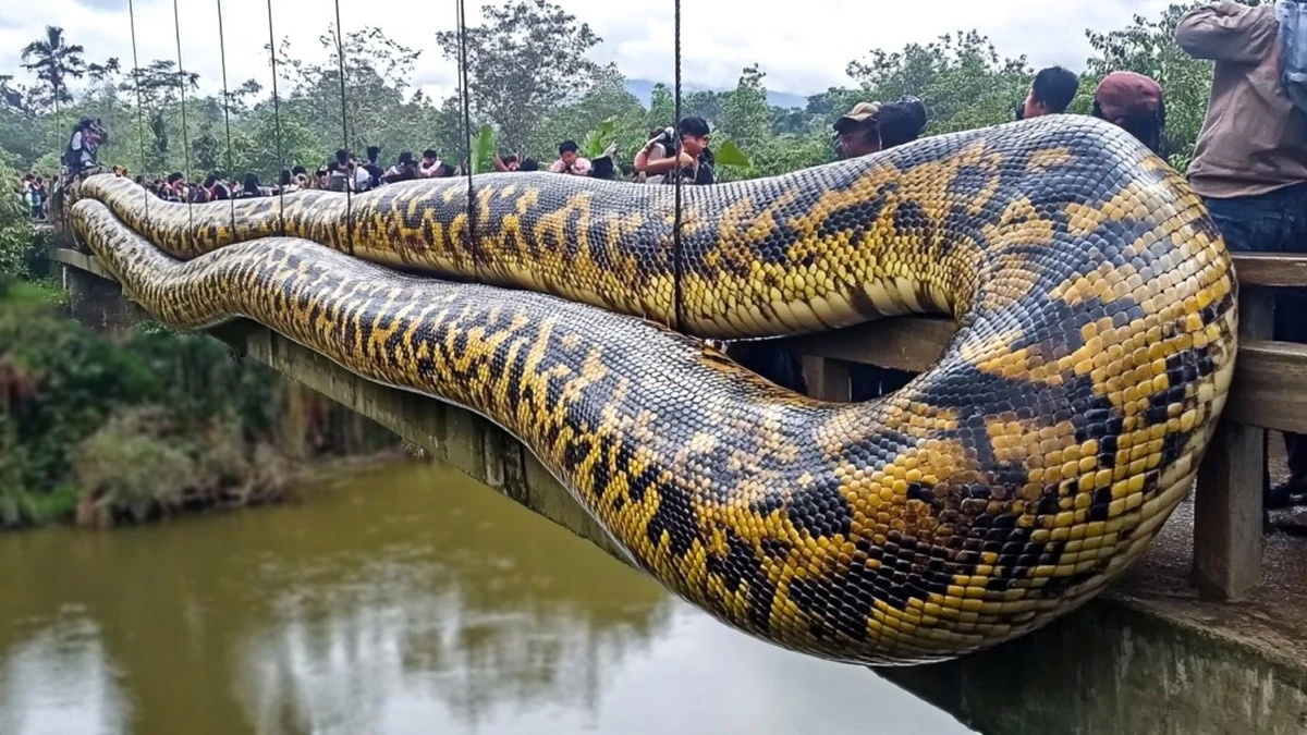 El misterio que desconcierta a los científicos: las anacondas amazónicas alcanzaron su tamaño máximo hace 12,4 millones de años - image 1
