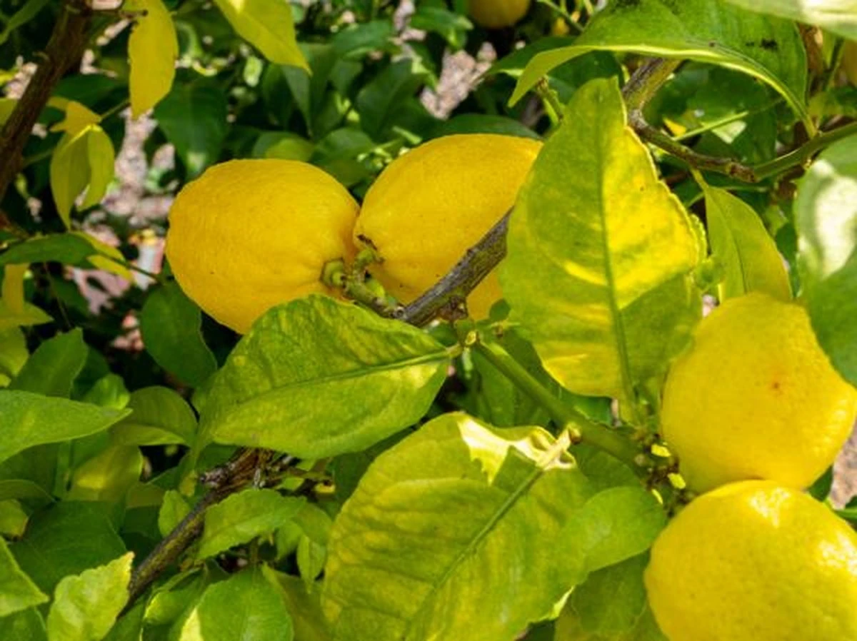 El secreto de abuela: clavo oxidado para limoneros perennemente verdes (y por qué tu planta deja de dar frutos) - image 1