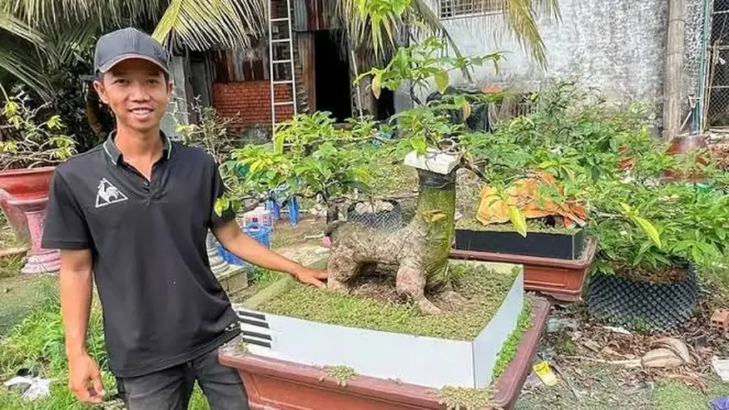 El secreto de Đặng Văn Lợi: su Ochna integerrima vale una fortuna