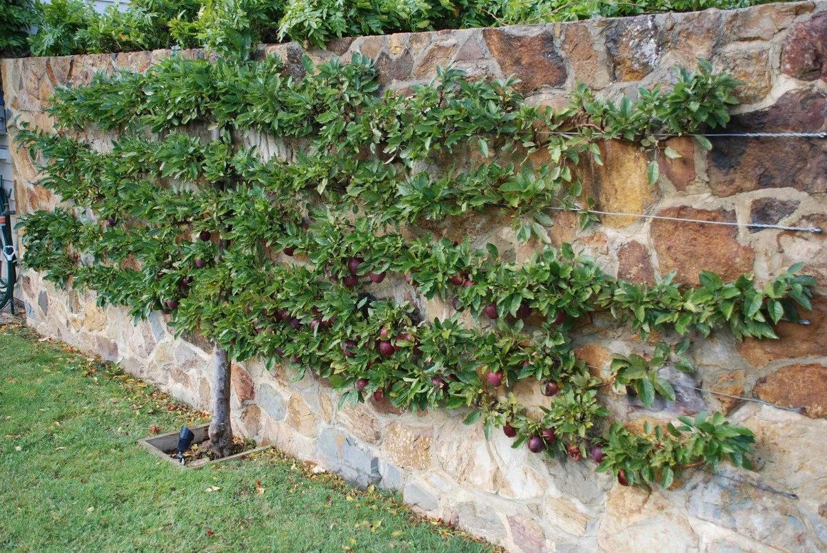 El secreto de la enredadera que convierte tu muro en un jardín comestible y florecido todo el año - image 1