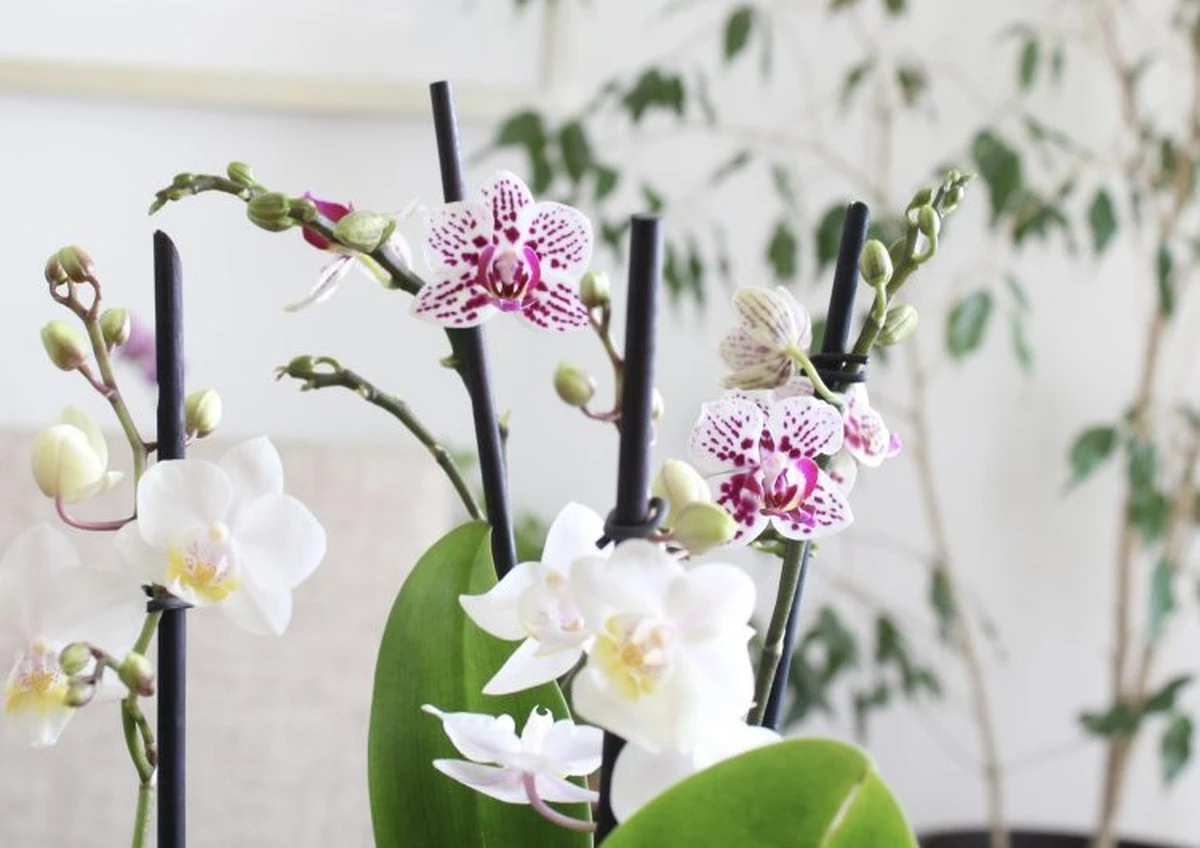 El secreto de las orquídeas para flores eternas: agua de coco que revive raíces y prolonga la floración - image 1