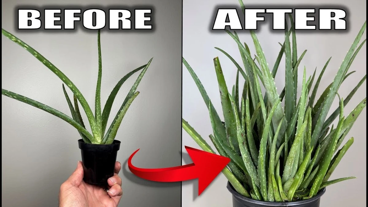 El secreto de las plantas de aloe vera que viven décadas: No es el abono, es cómo riegas - image 1
