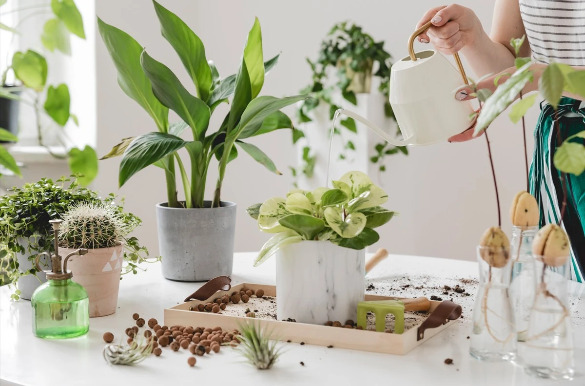 El secreto de las plantas que viven años: no es el fertilizante caro, sino la clave oculta en el fondo de la maceta - image 1