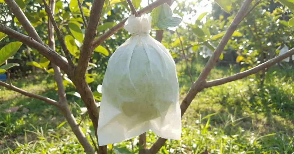 El secreto de los agricultores para peras sin gusanos: bolsas protectoras en cada fruto
