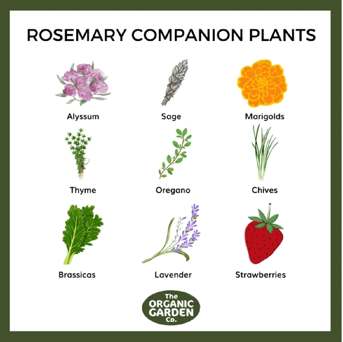 El secreto del romero en tu jardín: 5 aliados perfectos que potenciarán tus cosechas - image 1