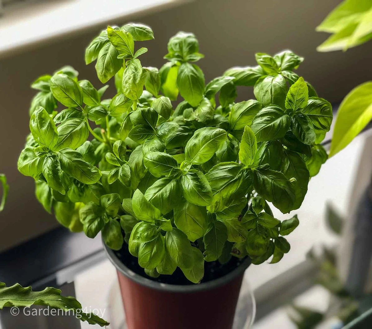 El secreto para que el albahaca dure años no es el sol, sino podar las flores - image 1
