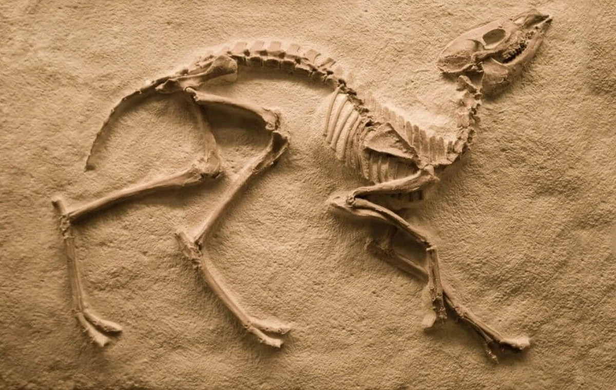 El T. Rex no dejó de crecer a los 25: secretos óseos revelan que vivió casi 40 años - image 1