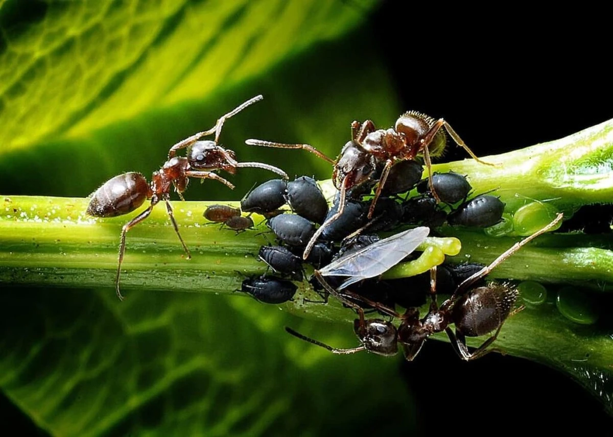 El truco sencillo que mantiene a las hormigas alejadas de tus plantas más preciadas - image 1