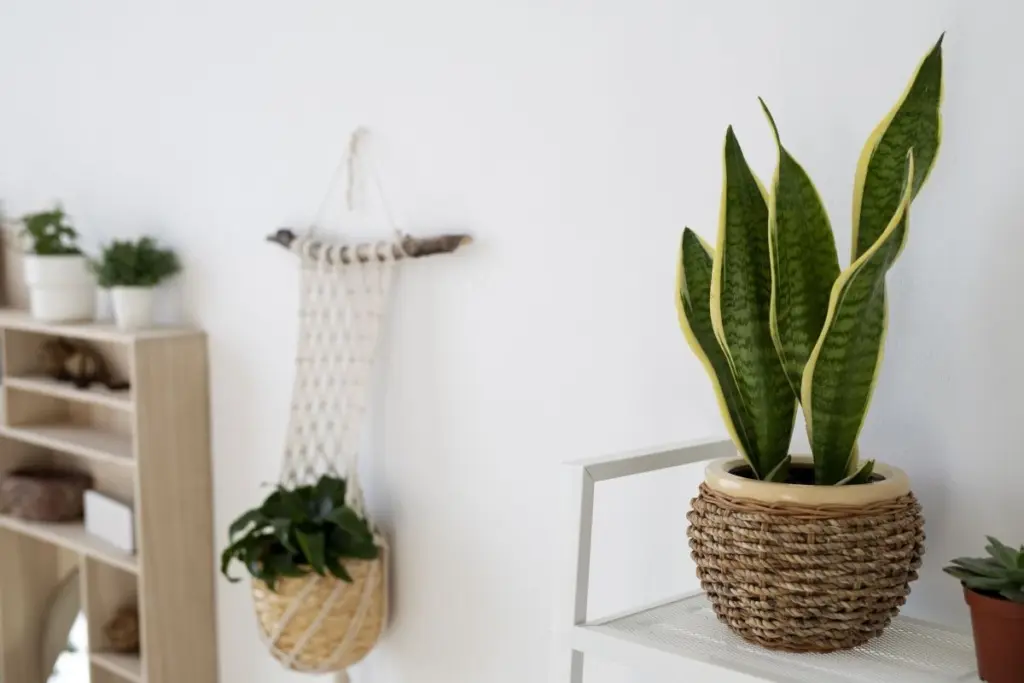 Energía estancada: el cambio con Feng Shui y plantas para activar tu Chi