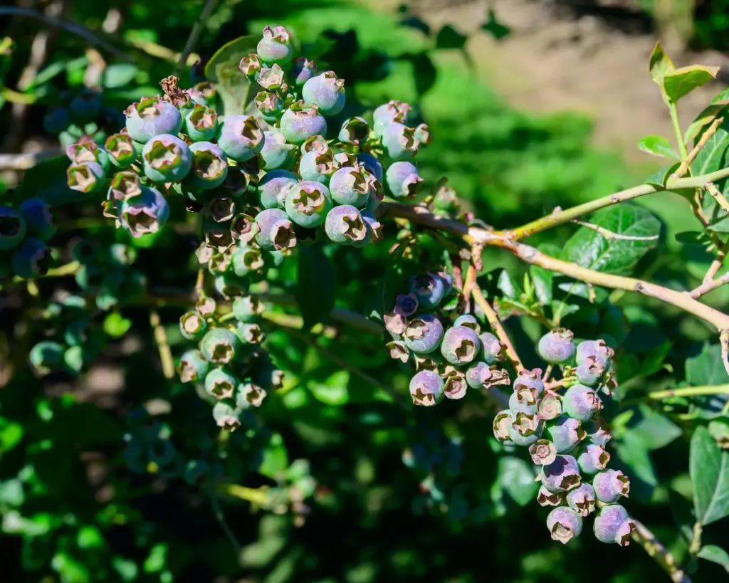 Equinoccio de primavera: el truco de Marie Metivier-DeMasters para una cosecha explosiva