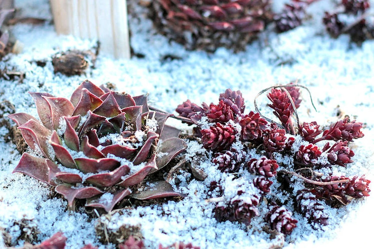Estas suculentas explotan en color en invierno: tu secreto para un balcón espectacular - image 1