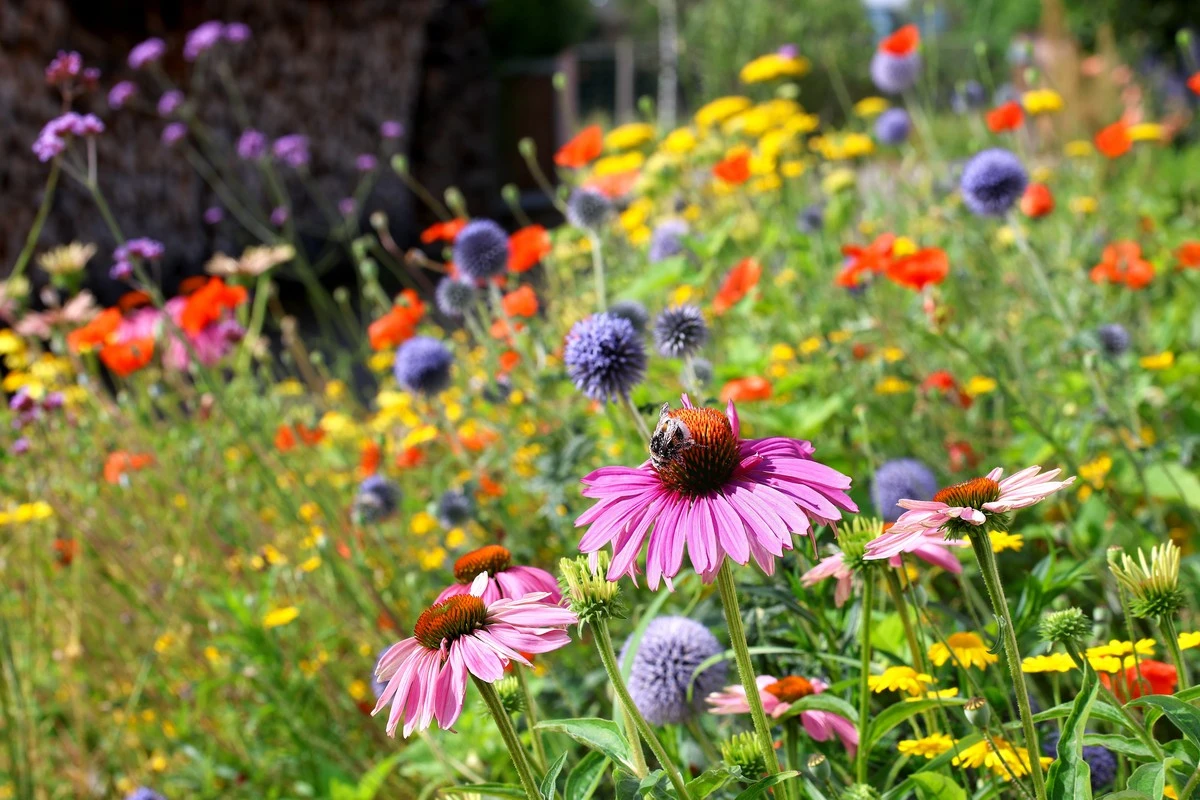 Estrategia de jardín perezoso: el secreto de siembra directa para flores eternas - image 1